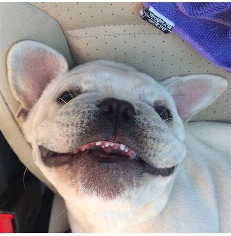  French Bulldog adult teeth take a lot longer to grow and push through compared to their baby milk teeth