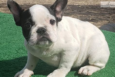  French Bulldog breeders in Colorado Springs usually have to use artificial insemination, and pups also need to be delivered by C-section