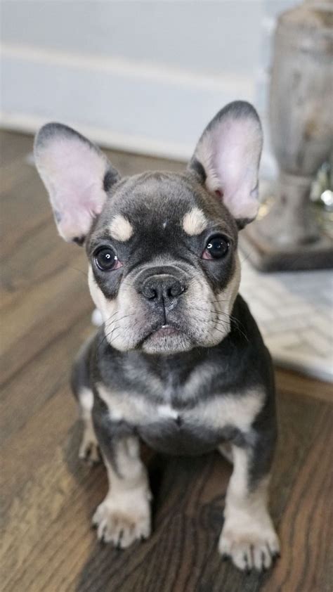  French Bulldog breeders with over 27 years of experience