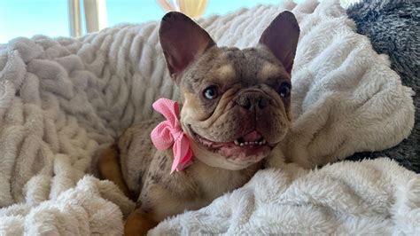  French Bulldog dams female mommy doggies cannot deliver litters by natural birth