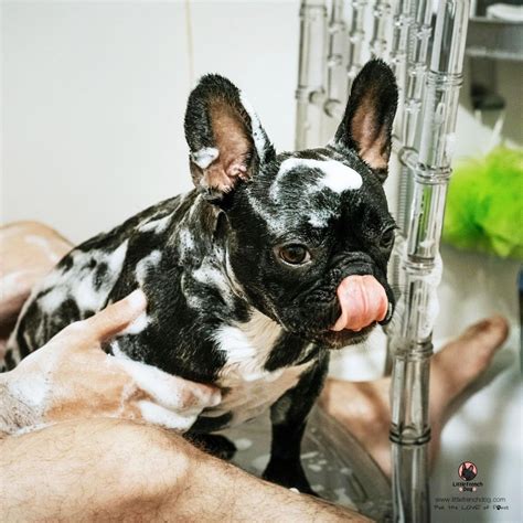  French Bulldog dandruff could be the result of a few different environmental factors, dietary issues, or illnesses