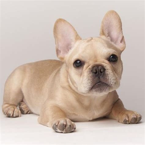  French Bulldog is a short dog breed that comes in fawn, cream, and white color