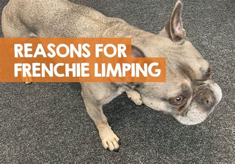  French Bulldog limping on front leg or paws Many of the reasons I have already listed for French Bulldog lameness and limping will happen with the back and front legs