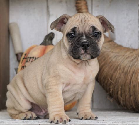  French Bulldog mix Puppy for Sale by Breed
