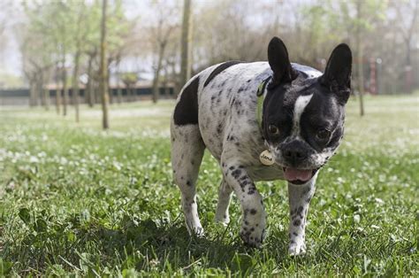  French Bulldog personality French Bulldogs are playful, lively and easy-going