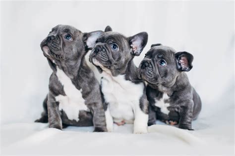  French Bulldog puppies are energetic and growing rapidly, which means they need frequent meals throughout the day