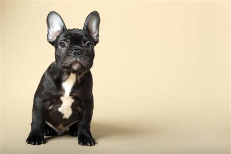  French Bulldog puppies are especially frisky, and ball chasing is one of their passions