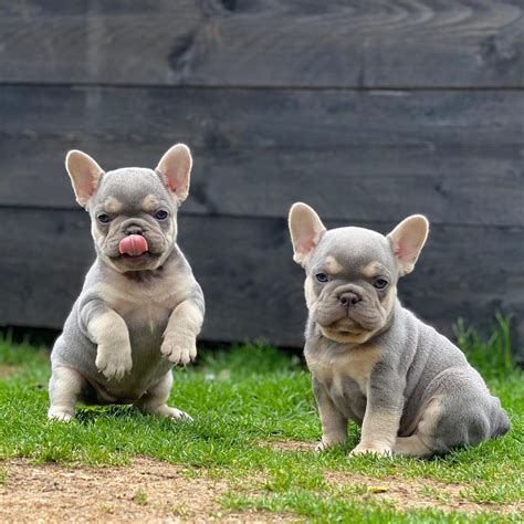  French Bulldog puppies are one of the most charming and endearing breeds, and understanding their growth and development is essential for providing the best care for them