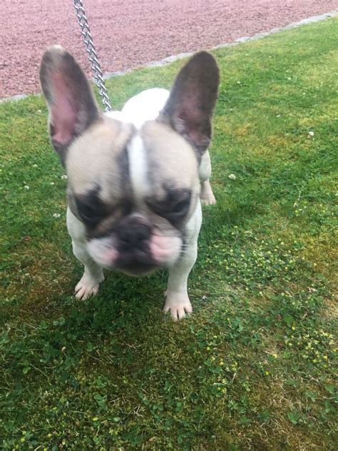  French Bulldog puppies for sale in Richmond