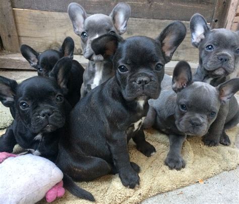  French Bulldog puppies for sale in Sacramento also make great family dogs because they are friendly and get on well with kids