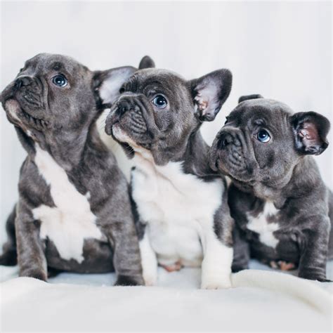  French Bulldog puppies in Reading, PA