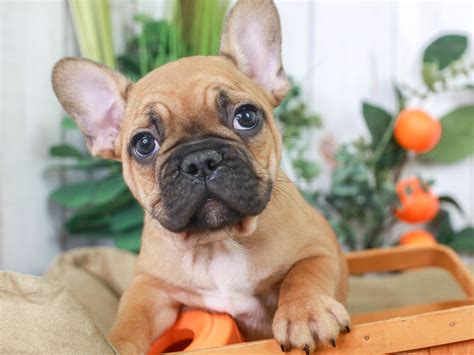  French Bulldog puppies thrive in any environment from apartments to rural areas