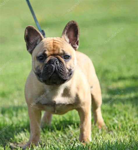  French Bulldog puppy standing on the grass