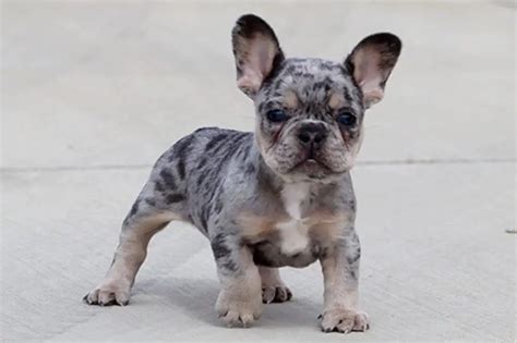  French Bulldogs, often called "Frenchies," actually have their roots in England