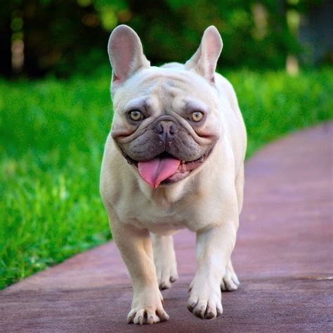  French Bulldogs Arkansas are small dogs that are short and kinda goofy