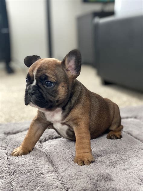  French Bulldogs Breeder We offers purebred French bulldog puppies for sale to loving owners located throughout the country