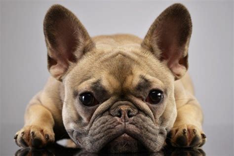  French Bulldogs Frenchies are known for their wrinkly, mushy faces and bat-like ears