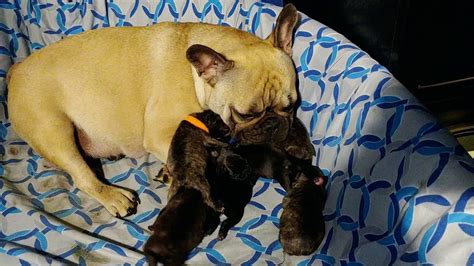  French Bulldogs also have trouble birthing naturally