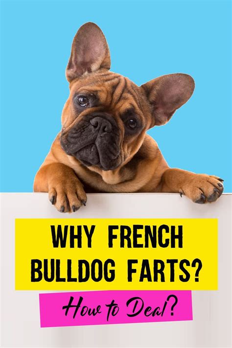  French Bulldogs and nosebleeds There are plenty of reasons why your Frenchie might have a nosebleed, ranging from a foreign object becoming lodged in their nose, to frequent reverse sneezing and coughing