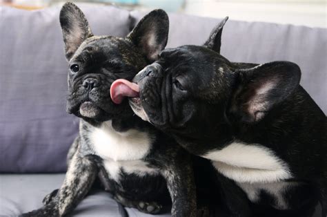  French Bulldogs are a BIG personality in a small package