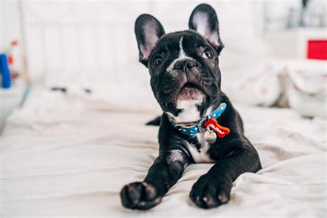  French Bulldogs are a good choice for first-time pet parents, if you can commit to their training—the earlier, the better