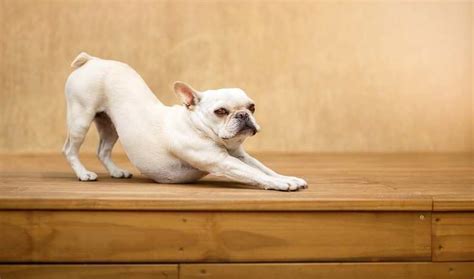 French Bulldogs are a high-energy breed and require a lot of exercise