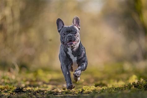  French Bulldogs are also known to be very active and playful, which can make them a lot of fun to be around