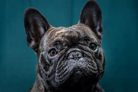  French Bulldogs are descendants of their great big cousins - English Bulldogs