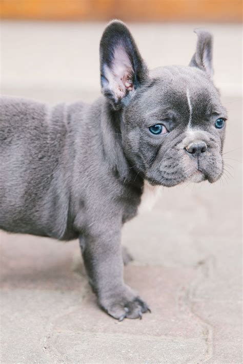 French Bulldogs are intelligent, and training them is easy as long as you make it seem like a game and keep it fun