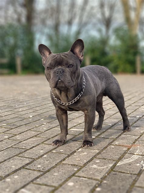  French Bulldogs are one of the most Instagrammable breeds on the …