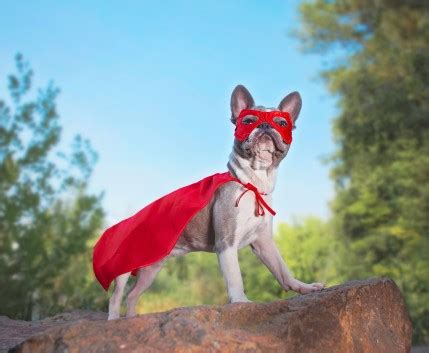  French Bulldogs are one of the most Instagrammable breeds on the planet! English Bulldog, Alabama » Cleveland