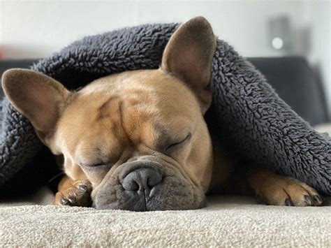  French Bulldogs are prone to breathing issues due to their short muzzle