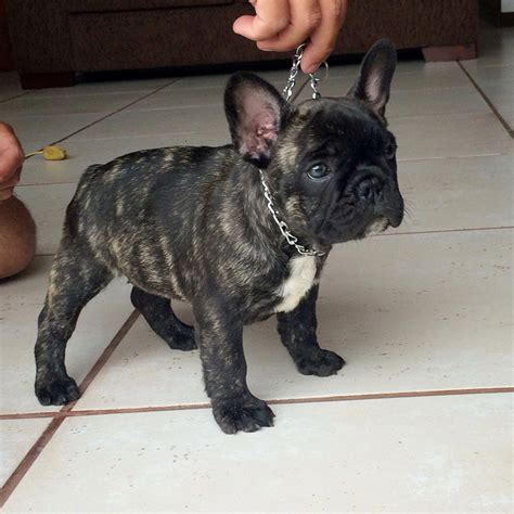 French Bulldogs are smart, simple, affectionate, and playful pups