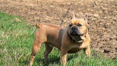  French Bulldogs are sturdy, compact, and stocky, with a powerful muscular build that contradicts their small size