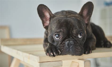  French Bulldogs are susceptible to various health issues such as hip dysplasia, brachycephalic syndrome, and allergies
