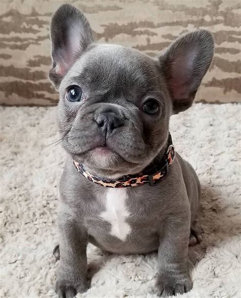  French Bulldogs are very sweet and affectionate