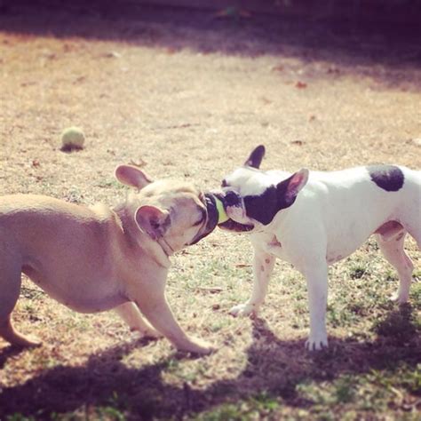  French Bulldogs benefit greatly from regular walks combined with some moderate playtime, such as fetch or tug-of-war