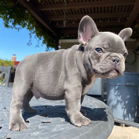  French Bulldogs can
