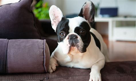  French Bulldogs can be a rather independent breed of dog