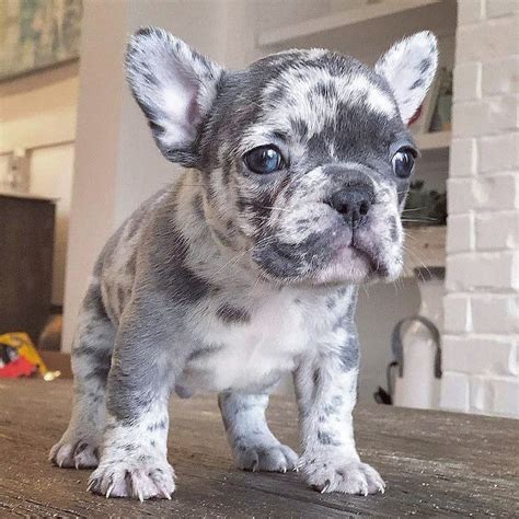  French Bulldogs can be found in colors such as blue, lilac, and merle, which are considered to be rare and unique colors