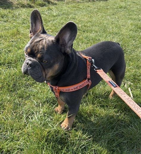  French Bulldogs can wear a variety of harnesses to ensure their comfort and safety Features to Consider When Choosing a French Bulldog Harness Keeping your Frenchie safe and comfortable during walks and other activities is easy with the right French Bulldog harness