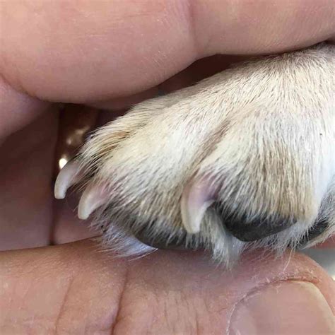  French Bulldogs do not naturally wear their nails down and will need their nails trimmed regularly