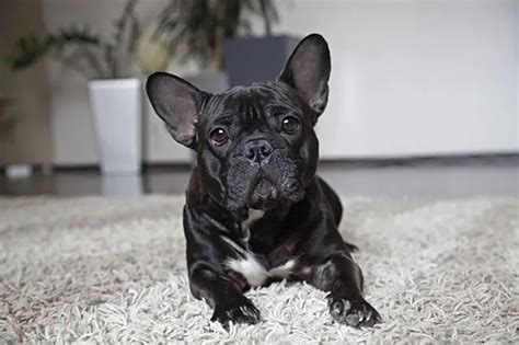  French Bulldogs do not need a lot of room and do very well in apartments or small dwellings