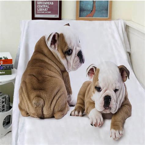  French Bulldogs enjoy the warmth and comfort blankets can provide
