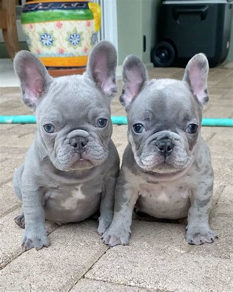  French Bulldogs for Sale in Rochester