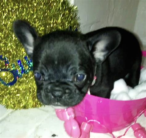  French Bulldogs for Sale in San Francisco