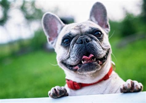  French Bulldogs have become increasingly popular pets in recent years, known for their affectionate nature and distinctive appearance