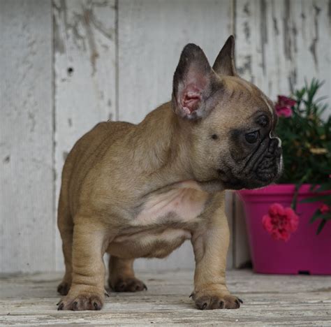  French Bulldogs have erect "bat ears" and a charming, playful disposition