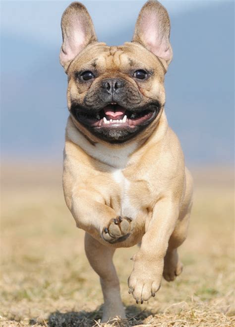  French Bulldogs have narrow hips