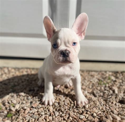  French Bulldogs in North Carolina are just the best!  Prices may vary based on the breeder and individual puppy for sale in Phoenix, AZ